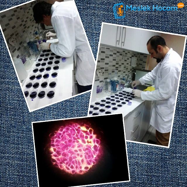 biyoloji-bolumu-hurcan-tik